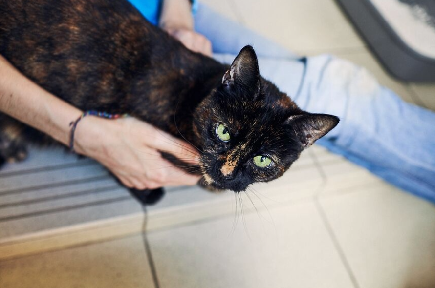 Cat suddenly wants clearance human food